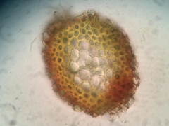Hygrohypnum