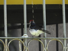 Paroaria gularis