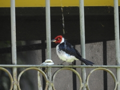Paroaria gularis