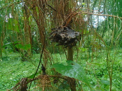 Polybia occidentalis