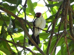 Paroaria gularis