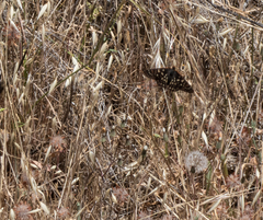 Euphydryas chalcedona chalcedona