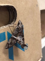 Macroglossum errans