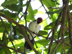 Paroaria gularis