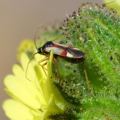 Tupiocoris californicus