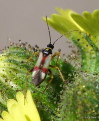 Tupiocoris californicus