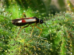 Tupiocoris californicus