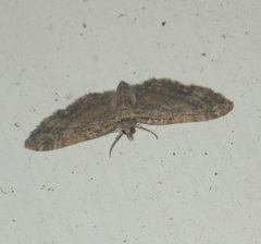 Eupithecia inturbata