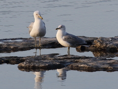 Larus delawarensis