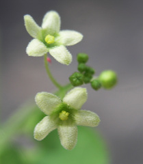 Echinopepon wrightii