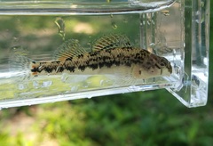 Etheostoma duryi