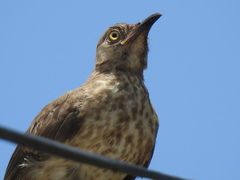 Toxostoma curvirostre