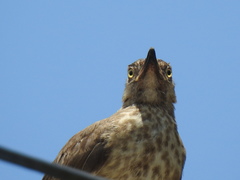 Toxostoma curvirostre