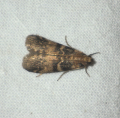 Euzophera pinguis