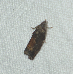 Epinotia nisella