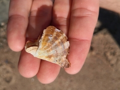 Pinctada maculata