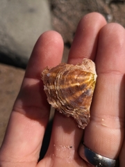 Pinctada maculata