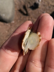 Pinctada maculata