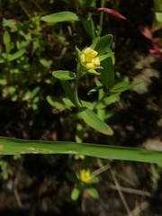 Hypericum mutilum mutilum