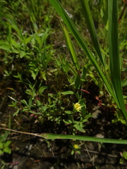 Hypericum mutilum mutilum