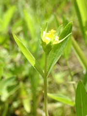 Hypericum mutilum mutilum
