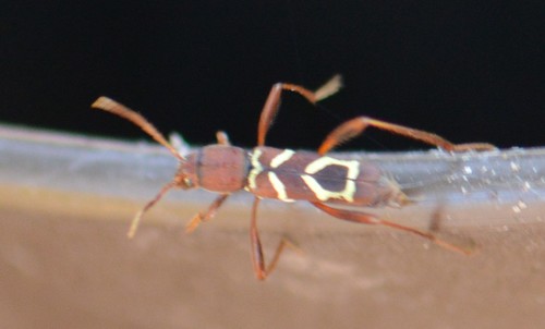 Red-headed ash borer