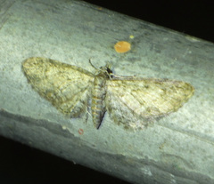 Eupithecia inturbata