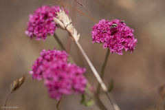 Chorizanthe douglasii