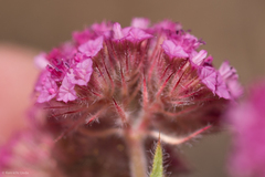 Chorizanthe douglasii