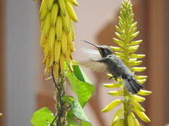 Cynanthus latirostris