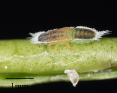 Trioza brevigenae