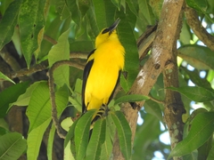 Gymnomystax mexicanus