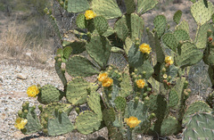 Opuntia engelmannii flavispina