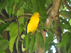 Gymnomystax mexicanus