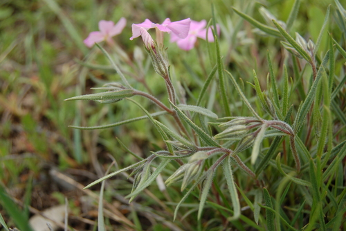 Longleaf Phlox
