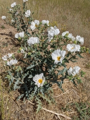Argemone munita rotundata