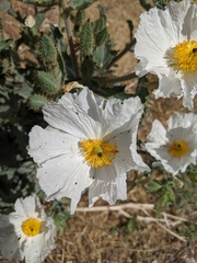Argemone munita rotundata