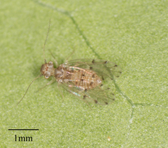 Ectopsocus californicus