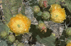 Opuntia engelmannii flavispina
