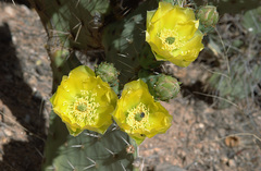 Opuntia engelmannii flavispina