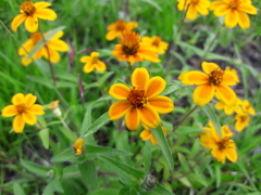 Zinnia haageana