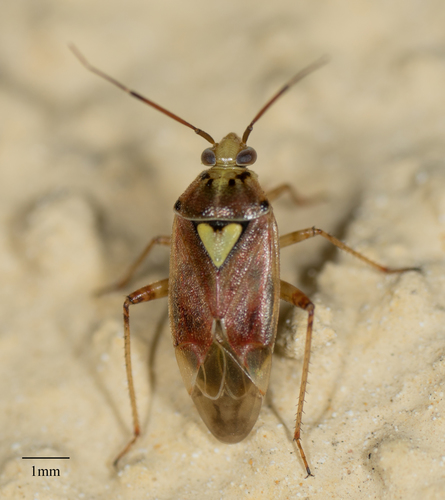 Western Tarnished Plant Bug photo 3