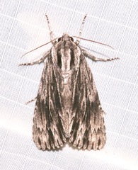Acronicta edolata