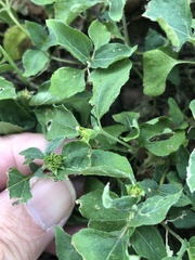 Calyptocarpus vialis