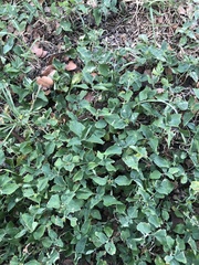 Calyptocarpus vialis