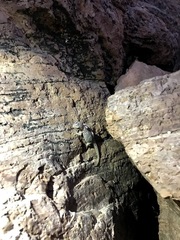 Phyllodactylus unctus