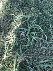 Paspalum dilatatum