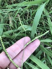 Paspalum dilatatum