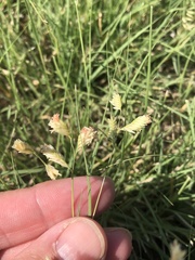 Bouteloua dactyloides