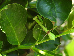 Stagmomantis limbata